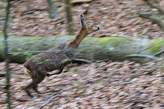 fl&uuml;chtendes Reh