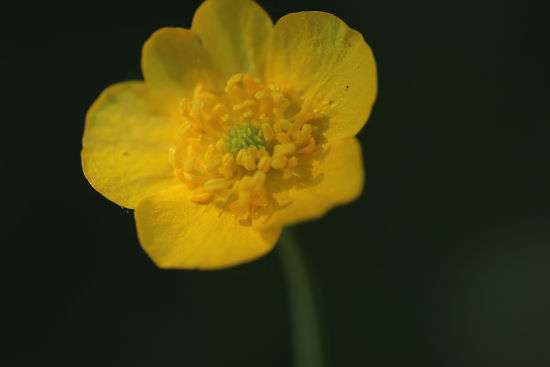 Scharfer Hahnenfu�