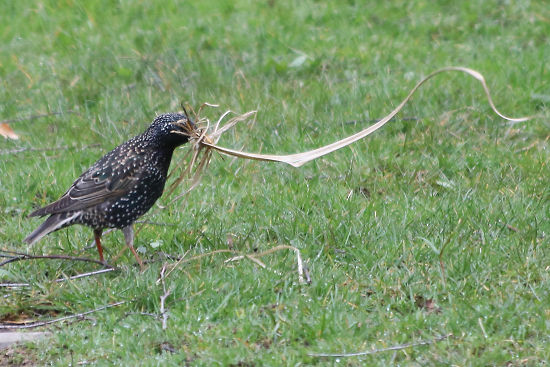 Star mit Nistmaterial