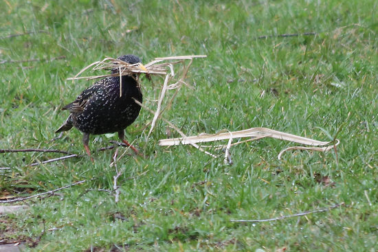 Star mit Nistmaterial