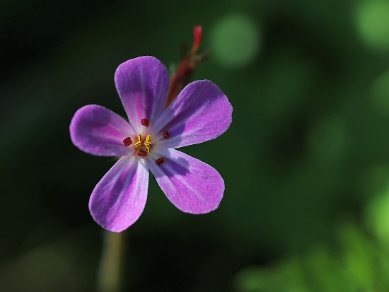Stink-Storchschnabel / Ruprechtskraut
