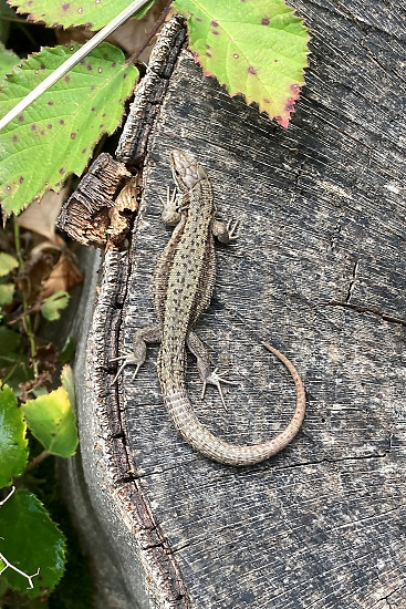 Waldeidechse im Sierscheider Wald
