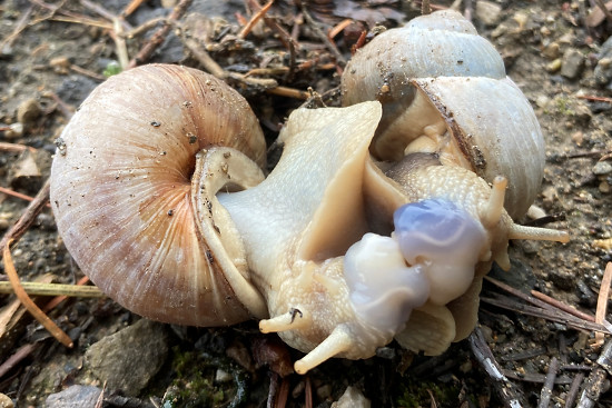 Weinbergschneckenpaarung