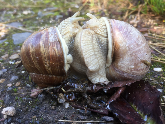 Weinbergschneckenpaarung