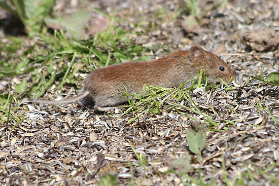 Feldmaus / Kleinw&uuml;hlmaus