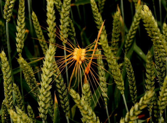 Gerste im Weizenfeld
