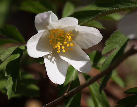 Busch-Windr&ouml;schen