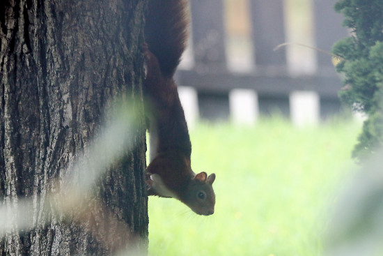 Europ&auml;isches Eichh&ouml;rnchen