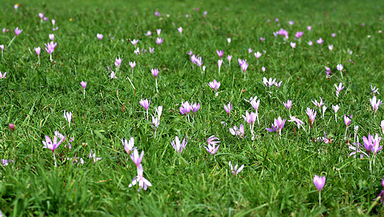 Wiese mit Herbstzeitlosen