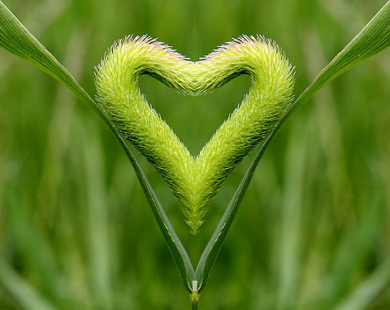 gespiegelte Grasrispe