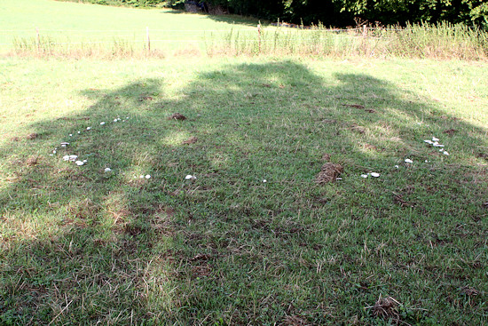 Hexenring Wiesenchampignons