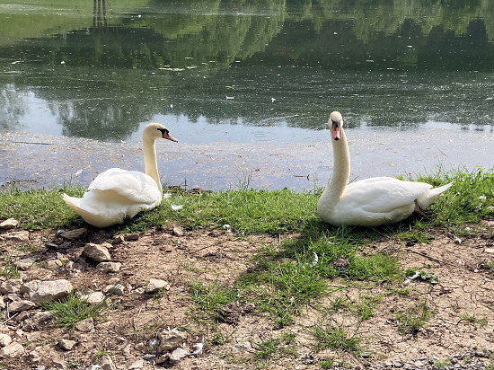 H&ouml;ckerschw&auml;ne