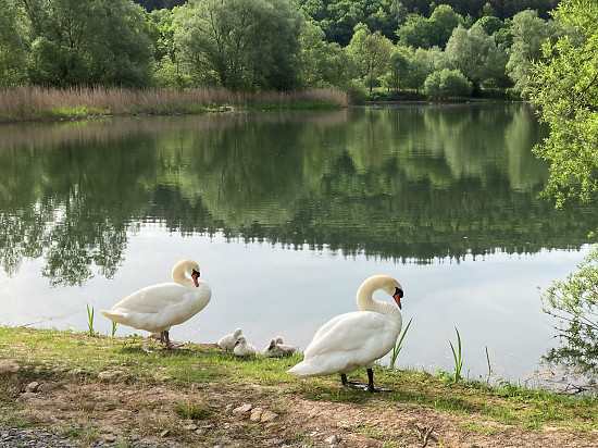 H&ouml;ckerschw&auml;ne mit K&uuml;ken