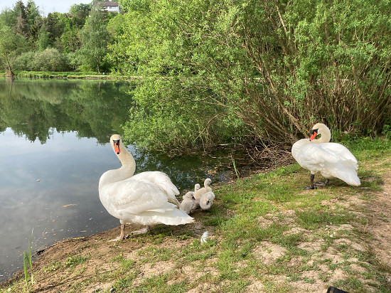 H&ouml;ckerschw&auml;ne mit K&uuml;ken