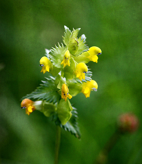 Zottiger Klappertopf