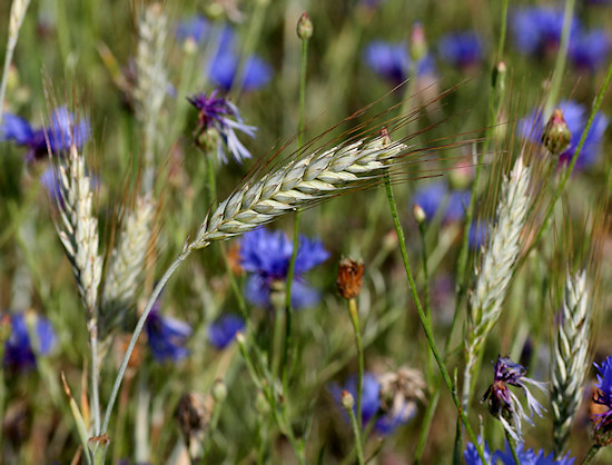 Kornblumenwiese