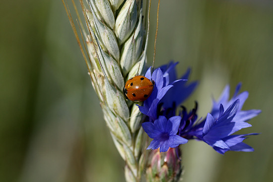 Kornblume mit Marienk&auml;fer