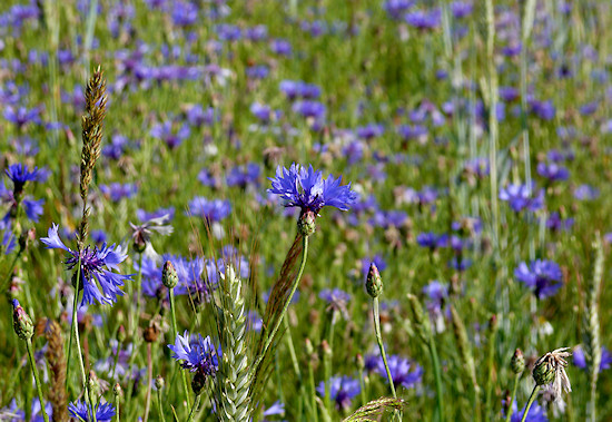 Kornblumenwiese