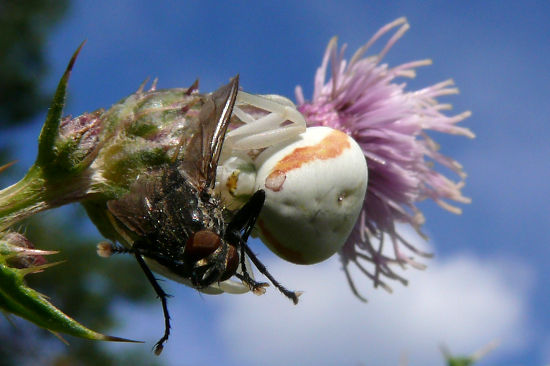 Ver&auml;nderliche Krabbenspinne