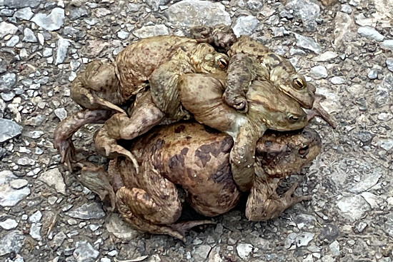 Erdkr&ouml;ten bei der Paarung