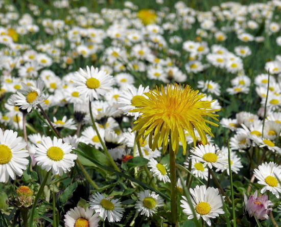 L�wenzahn und G�nsebl�mchen