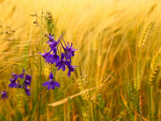 Rittersporn im Getreidefeld