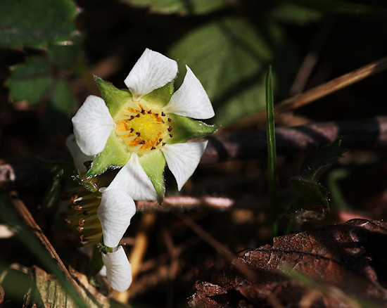 Walderbeerbl&uuml;te