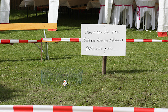 Der Sierscheider Bleiententeich