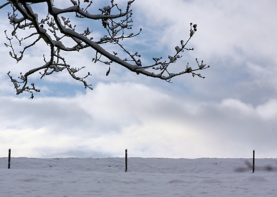 Leuchtendes Brombeerblatt